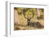 Colorado, Rocky Mountain National Park, Blacktail Deer-Patrick J. Wall-Framed Photographic Print