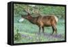 Colorado, Rocky Mountain National Park. Bull Elk and Little Elephant's Head Flowers-Jaynes Gallery-Framed Stretched Canvas