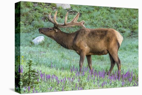 Colorado, Rocky Mountain National Park. Bull Elk and Little Elephant's Head Flowers-Jaynes Gallery-Stretched Canvas