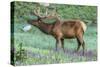 Colorado, Rocky Mountain National Park. Bull Elk and Little Elephant's Head Flowers-Jaynes Gallery-Stretched Canvas