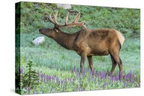 Colorado, Rocky Mountain National Park. Bull Elk and Little Elephant's Head Flowers-Jaynes Gallery-Stretched Canvas