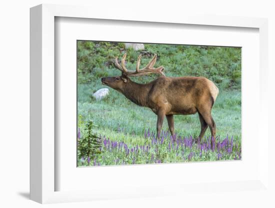 Colorado, Rocky Mountain National Park. Bull Elk and Little Elephant's Head Flowers-Jaynes Gallery-Framed Photographic Print