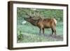 Colorado, Rocky Mountain National Park. Bull Elk and Little Elephant's Head Flowers-Jaynes Gallery-Framed Photographic Print