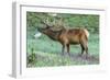 Colorado, Rocky Mountain National Park. Bull Elk and Little Elephant's Head Flowers-Jaynes Gallery-Framed Photographic Print