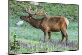 Colorado, Rocky Mountain National Park. Bull Elk and Little Elephant's Head Flowers-Jaynes Gallery-Mounted Photographic Print