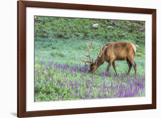 Colorado, Rocky Mountain National Park. Bull Elk and Little Elephant's Head Flowers-Jaynes Gallery-Framed Photographic Print