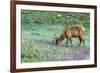 Colorado, Rocky Mountain National Park. Bull Elk and Little Elephant's Head Flowers-Jaynes Gallery-Framed Photographic Print