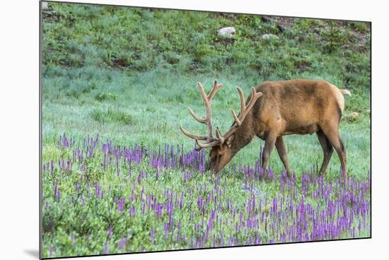 Colorado, Rocky Mountain National Park. Bull Elk and Little Elephant's Head Flowers-Jaynes Gallery-Mounted Photographic Print