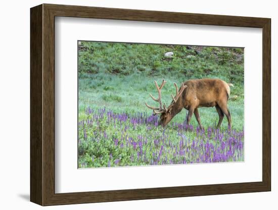 Colorado, Rocky Mountain National Park. Bull Elk and Little Elephant's Head Flowers-Jaynes Gallery-Framed Photographic Print