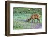 Colorado, Rocky Mountain National Park. Bull Elk and Little Elephant's Head Flowers-Jaynes Gallery-Framed Photographic Print