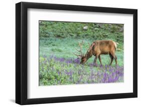 Colorado, Rocky Mountain National Park. Bull Elk and Little Elephant's Head Flowers-Jaynes Gallery-Framed Photographic Print