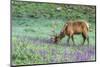 Colorado, Rocky Mountain National Park. Bull Elk and Little Elephant's Head Flowers-Jaynes Gallery-Mounted Photographic Print
