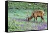 Colorado, Rocky Mountain National Park. Bull Elk and Little Elephant's Head Flowers-Jaynes Gallery-Framed Stretched Canvas