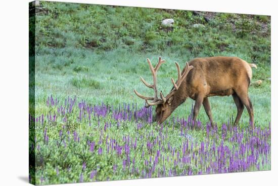 Colorado, Rocky Mountain National Park. Bull Elk and Little Elephant's Head Flowers-Jaynes Gallery-Stretched Canvas
