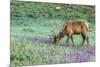 Colorado, Rocky Mountain National Park. Bull Elk and Little Elephant's Head Flowers-Jaynes Gallery-Mounted Premium Photographic Print