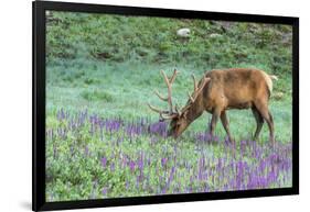 Colorado, Rocky Mountain National Park. Bull Elk and Little Elephant's Head Flowers-Jaynes Gallery-Framed Premium Photographic Print