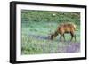 Colorado, Rocky Mountain National Park. Bull Elk and Little Elephant's Head Flowers-Jaynes Gallery-Framed Photographic Print