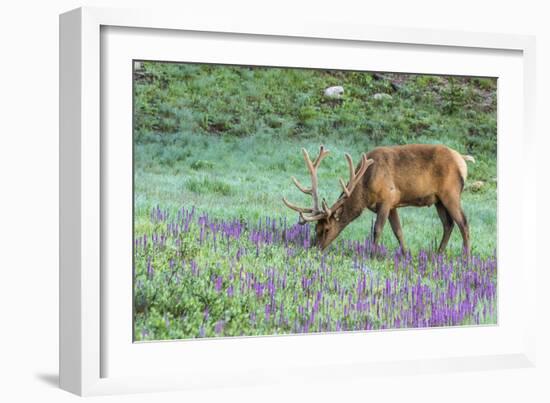 Colorado, Rocky Mountain National Park. Bull Elk and Little Elephant's Head Flowers-Jaynes Gallery-Framed Photographic Print