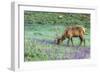 Colorado, Rocky Mountain National Park. Bull Elk and Little Elephant's Head Flowers-Jaynes Gallery-Framed Photographic Print