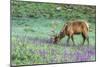 Colorado, Rocky Mountain National Park. Bull Elk and Little Elephant's Head Flowers-Jaynes Gallery-Mounted Photographic Print