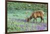 Colorado, Rocky Mountain National Park. Bull Elk and Little Elephant's Head Flowers-Jaynes Gallery-Framed Photographic Print