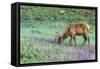 Colorado, Rocky Mountain National Park. Bull Elk and Little Elephant's Head Flowers-Jaynes Gallery-Framed Stretched Canvas