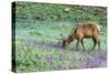 Colorado, Rocky Mountain National Park. Bull Elk and Little Elephant's Head Flowers-Jaynes Gallery-Stretched Canvas