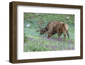 Colorado, Rocky Mountain National Park. Bull Elks and Little Elephant's Head Flowers-Jaynes Gallery-Framed Photographic Print