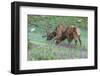 Colorado, Rocky Mountain National Park. Bull Elks and Little Elephant's Head Flowers-Jaynes Gallery-Framed Photographic Print