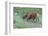 Colorado, Rocky Mountain National Park. Bull Elks and Little Elephant's Head Flowers-Jaynes Gallery-Framed Photographic Print