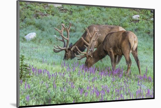 Colorado, Rocky Mountain National Park. Bull Elks and Little Elephant's Head Flowers-Jaynes Gallery-Mounted Photographic Print