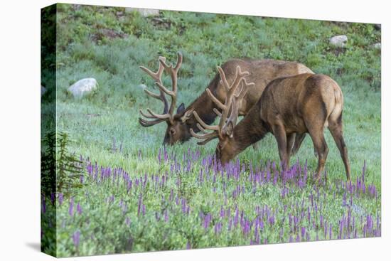 Colorado, Rocky Mountain National Park. Bull Elks and Little Elephant's Head Flowers-Jaynes Gallery-Stretched Canvas