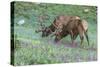 Colorado, Rocky Mountain National Park. Bull Elks and Little Elephant's Head Flowers-Jaynes Gallery-Stretched Canvas