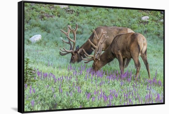 Colorado, Rocky Mountain National Park. Bull Elks and Little Elephant's Head Flowers-Jaynes Gallery-Framed Stretched Canvas