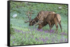 Colorado, Rocky Mountain National Park. Bull Elks and Little Elephant's Head Flowers-Jaynes Gallery-Framed Stretched Canvas