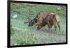 Colorado, Rocky Mountain National Park. Bull Elks and Little Elephant's Head Flowers-Jaynes Gallery-Framed Photographic Print