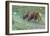 Colorado, Rocky Mountain National Park. Bull Elks and Little Elephant's Head Flowers-Jaynes Gallery-Framed Photographic Print