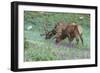 Colorado, Rocky Mountain National Park. Bull Elks and Little Elephant's Head Flowers-Jaynes Gallery-Framed Photographic Print