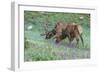 Colorado, Rocky Mountain National Park. Bull Elks and Little Elephant's Head Flowers-Jaynes Gallery-Framed Photographic Print