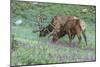 Colorado, Rocky Mountain National Park. Bull Elks and Little Elephant's Head Flowers-Jaynes Gallery-Mounted Photographic Print