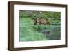 Colorado, Rocky Mountain National Park. Bull Elks and Poudre Lake-Jaynes Gallery-Framed Photographic Print