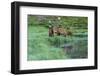 Colorado, Rocky Mountain National Park. Bull Elks and Poudre Lake-Jaynes Gallery-Framed Photographic Print