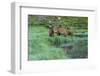 Colorado, Rocky Mountain National Park. Bull Elks and Poudre Lake-Jaynes Gallery-Framed Photographic Print