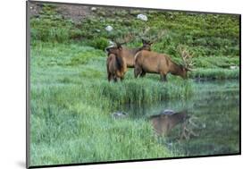 Colorado, Rocky Mountain National Park. Bull Elks and Poudre Lake-Jaynes Gallery-Mounted Photographic Print