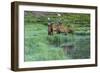 Colorado, Rocky Mountain National Park. Bull Elks and Poudre Lake-Jaynes Gallery-Framed Photographic Print