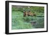 Colorado, Rocky Mountain National Park. Bull Elks and Poudre Lake-Jaynes Gallery-Framed Photographic Print