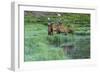 Colorado, Rocky Mountain National Park. Bull Elks and Poudre Lake-Jaynes Gallery-Framed Photographic Print