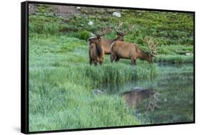 Colorado, Rocky Mountain National Park. Bull Elks and Poudre Lake-Jaynes Gallery-Framed Stretched Canvas