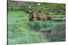 Colorado, Rocky Mountain National Park. Bull Elks and Poudre Lake-Jaynes Gallery-Stretched Canvas