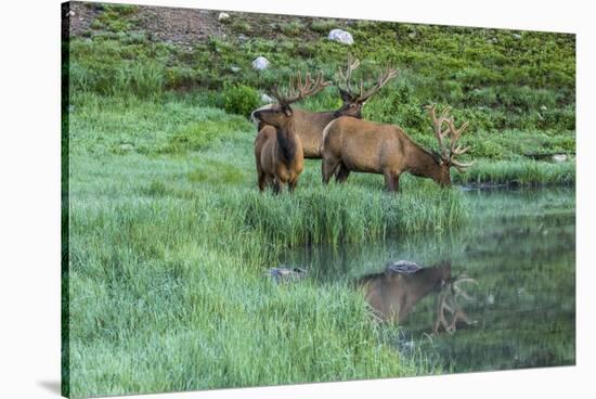 Colorado, Rocky Mountain National Park. Bull Elks and Poudre Lake-Jaynes Gallery-Stretched Canvas